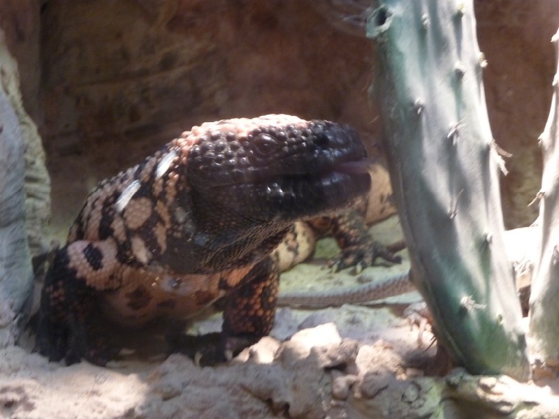 Gila Monster.JPG